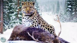 AMUR LEOPARD — The Rarest Most Endangered FrostFanged Feline in The World [upl. by Caputto916]