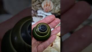 Asperitas everetti💚 Amazing land snail 🐌 shells snail collectibles decoration [upl. by Ecile]