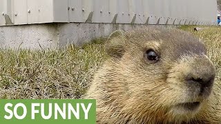 Curious gopher closely examines GoPro [upl. by Ytsanyd]