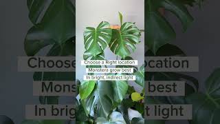 How to grow a healthy amp vibrant Monstera Deliciosa Plant cycleofplant simplifyplantcare [upl. by Eislehc]