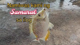 Nandini laang pala ang pang ulam sa hagdanan fyp fishing provincelife [upl. by Dorthea]