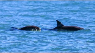 Endangered vaquita making a comeback in Mexicos Baja [upl. by Zenitram]