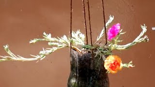 How to Propagate Portulaca Grandiflora  Mossrose Purslane Cuttings in Hanging Plastic Bottles [upl. by Elyr]