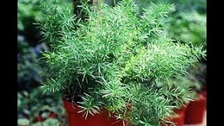 Asparagus Fern in Containers  Asparagus Plant  How to Grow  Complete Guide  Kitchen Gardening [upl. by Nemhauser404]