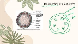 IB Biology B32 Transport  Plant physiology SL amp AHL [upl. by Darcia262]