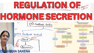 Feedback control neural control chronotrophic control of hormone secretion [upl. by Lleryt8]