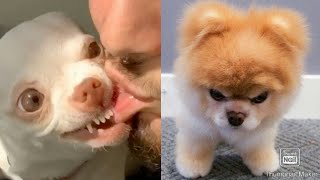 Videos De Risa Perros y Gatos Enojados y Divertidos De Tiktok😲Angry Pet Videos [upl. by Yrahcaz]