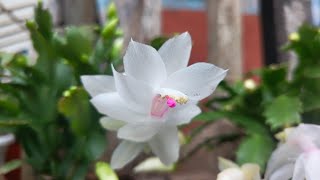 Schlumbergera truncata are available [upl. by Irtimd322]