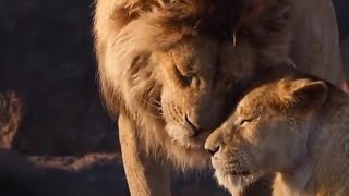 the lion king movie  simba the lion king  lion king part 1 full movie in hindi [upl. by Rudman354]