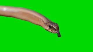 Snake Tongue flick Green Screen video Footage HD  Crazy Editor [upl. by Acceber]