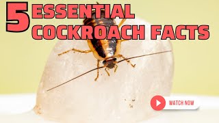 5 Essential CockRoach Facts Roaches 101 VARIOUS ROACH SPECIES APPEAR IN THE VIDEO [upl. by Roseann]