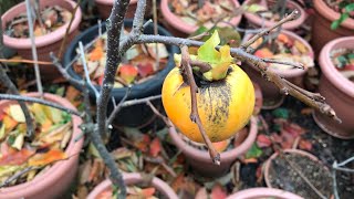 Harvesting persimmon fruits when and why I’ve decided to pick them [upl. by Noelle313]