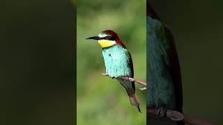 European beeeaters EuropeanBeeEater Birdwatching Conservation [upl. by Llebasi]