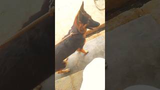 gsd barking🐕‍🦺 aggresivedog shorts trending youtubeshorts ytshorts dog barking viralvideo [upl. by Norag]