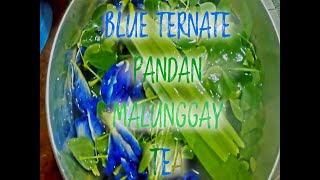 Blue Ternate Tea with Malunggay and Pandan Leaves [upl. by Bat]