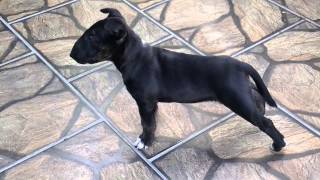 Bull Terrier Black Connan [upl. by Brandt]