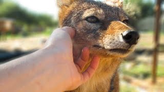 Befriending a rescued Blackbacked Jackal [upl. by Oisinoid830]