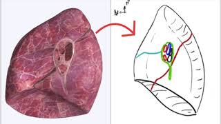 Appareil Respiratoire  Hile pulmonaire [upl. by Oizirbaf721]