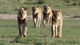 Lions coming to drink water [upl. by Carothers]