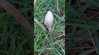 Coprinus comatus  gyapjas tintagomba [upl. by Lareine941]