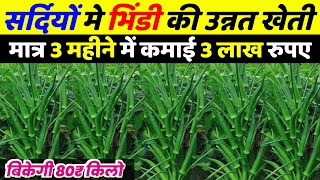 January February me bhindi ki kheti  सर्दियों में भिंडी की खेती कैसे करें  bhindi ki kheti [upl. by Newkirk384]