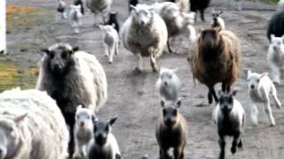 Shetland Sheep running into barn [upl. by Elia23]