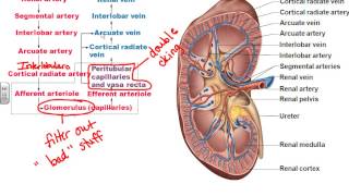 AampPII Chapter 25 Urinary System part 1 [upl. by Nomzzaj]