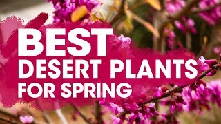 Best Desert Plants for Drought Tolerant amp Heat Resistant Spring Planting [upl. by Joey]