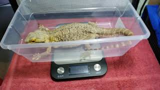 Broken Tail Bearded Dragon Rescue Day 1  Broken In Multiple Spots [upl. by Nauhs]