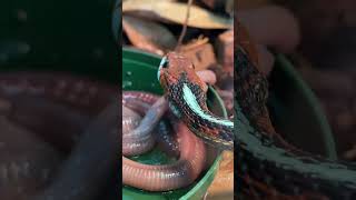 California redsided GARTER SNAKE slurping down EARTHWORMS Thamnophis sirtalis infernalis shorts [upl. by Assilak]