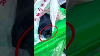 dying puppy 🐶 got rescued from dumpster🗑 very emotional moment dog animals hearttouching pets [upl. by Eri]