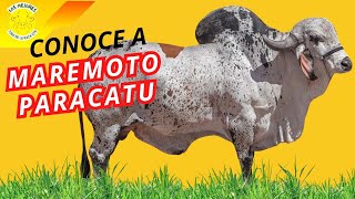 ¿Quién es MAREMOTO PARACATU [upl. by Shamrao]