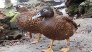 A pair of captive Laysan teal Anas laysanensis [upl. by Dranyar]