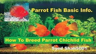 How to breed parrot fish amp care info Hindi amp Urdu with English sub [upl. by Cartwell276]