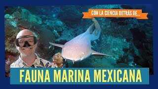 Fauna marina mexicana  con LA CIENCIA DETRÁS DE [upl. by Neelat950]