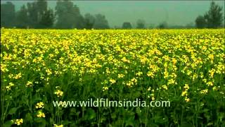 Mustard field in Abohar Punjab [upl. by Lamaj919]