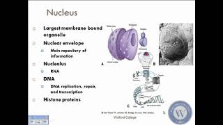 Lect 3 Cell Physiology [upl. by Uthrop]