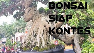 bonsai siap kontes [upl. by Fortune199]