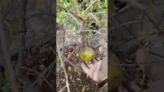 First pomegranate in my garden organic shorts fruits [upl. by Coplin751]