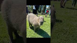 Pet Cute Capybarakangaroo  Kangaroo Creek Farm [upl. by Ainoloppa]