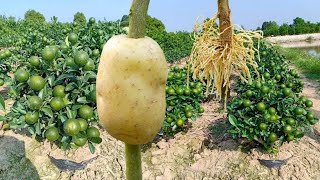 Arbolitos de limón con muchos frutos en maceta  Propagar limonero con papa enraíza rápido [upl. by Preiser487]