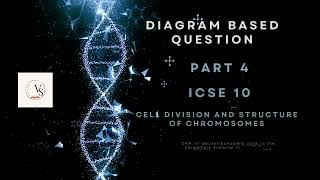 ICSE Class 10 Biology  Chromosome and Cell Division Explained  DiagramBased Question Part 4 [upl. by Abibah]