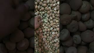 Supari rass Goyal traders ahmedabad arecanut betelnut [upl. by Enellek]