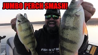 Jumbo Perch Smash  Fall Fishing [upl. by Elleron]