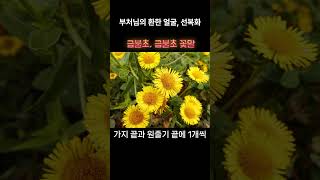 금불초 Chinese elecampane 金佛草 부처님의 환한 얼굴 금불초 꽃말 선복화 [upl. by Bilac874]