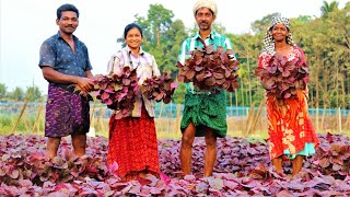 Organic Red Amaranthus CultivationHow To Plant Amaranths Red Giving high yield of amaranthus [upl. by Evvy]