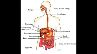 Human alimentary canal II Class 12 II Zoology [upl. by Constantine]