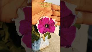 Petunia Flower Transition flowers transition facts shorts petunia garden gardening plants [upl. by Donatelli569]