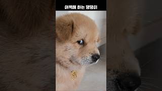 낯을 가리는 꼬마 댕댕이 댕댕이 강아지 dog puppy [upl. by Stargell]