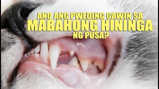 ANO ANG PWEDING GAWIN SA MABAHONG HININGA NG PUSA [upl. by Assenat494]